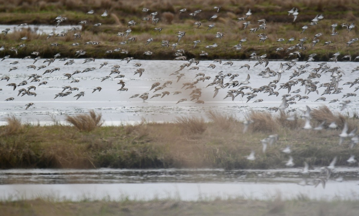 Dunlin - ML619755462