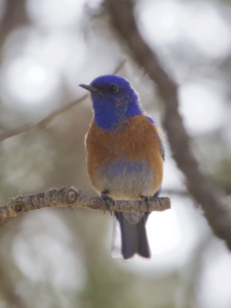 Western Bluebird - ML619755490