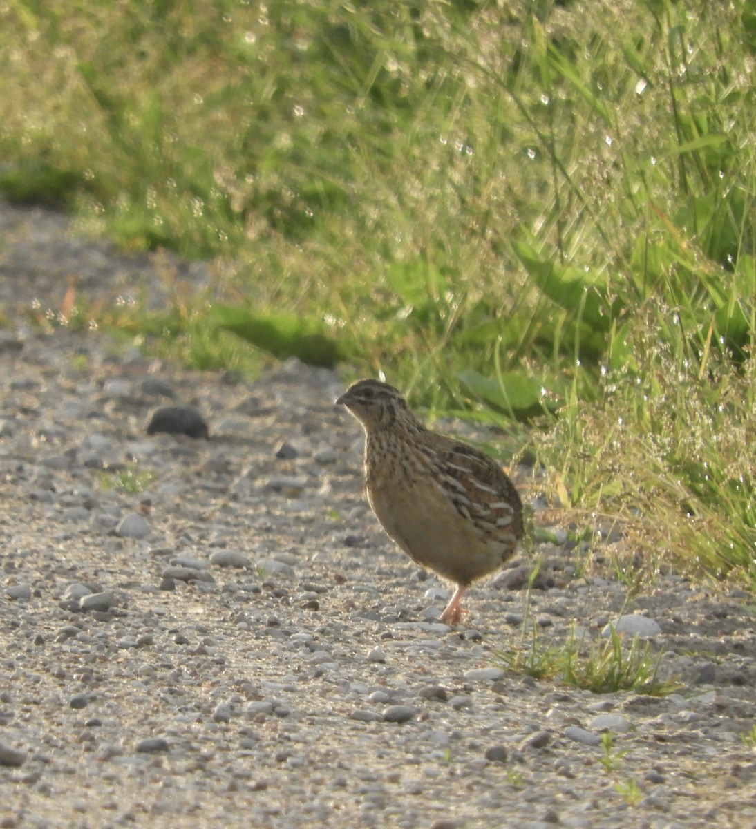 Common Quail - ML619755495