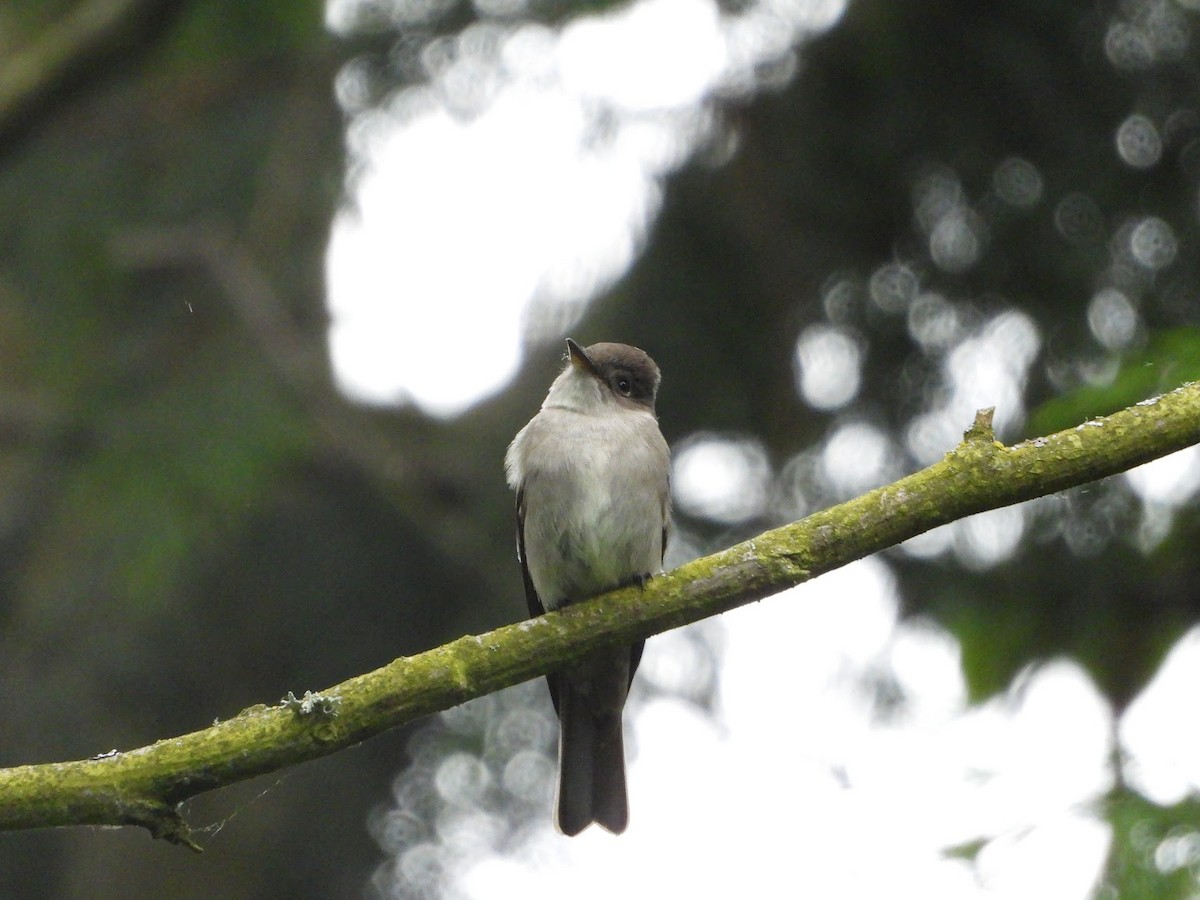 Western Wood-Pewee - ML619755501