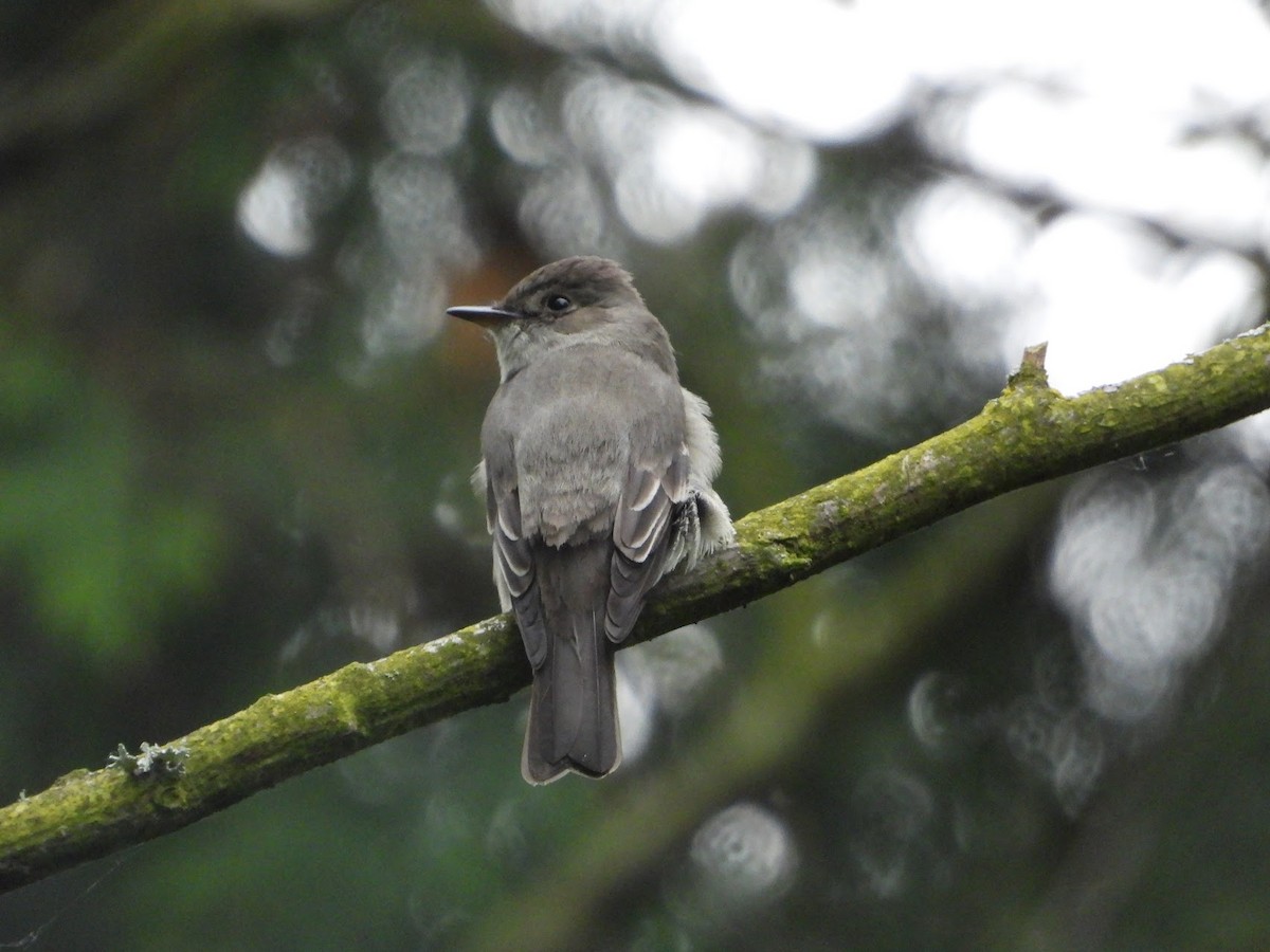 Western Wood-Pewee - ML619755502