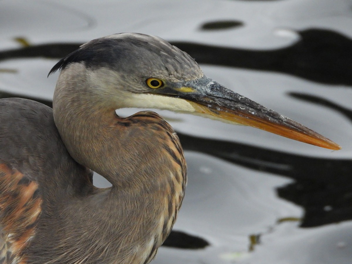 Great Blue Heron - Anonymous