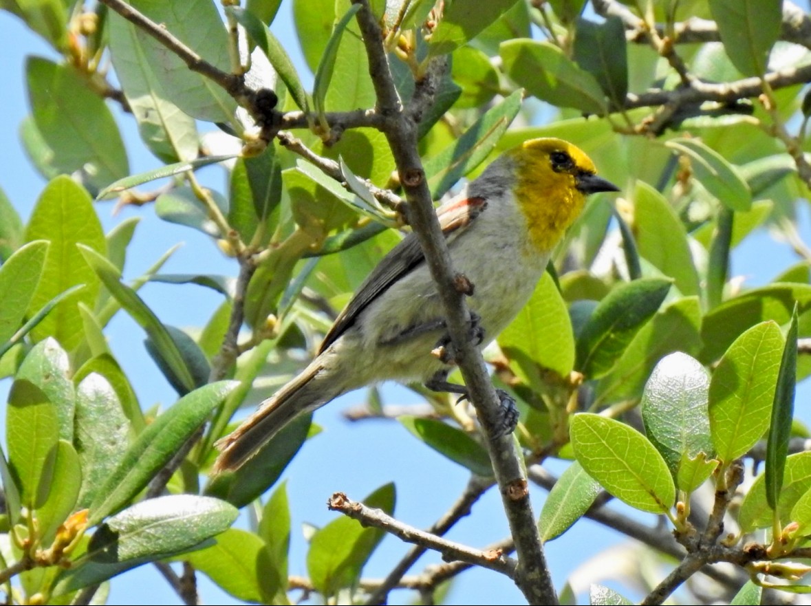 Pájaro Moscón Baloncito - ML619755512