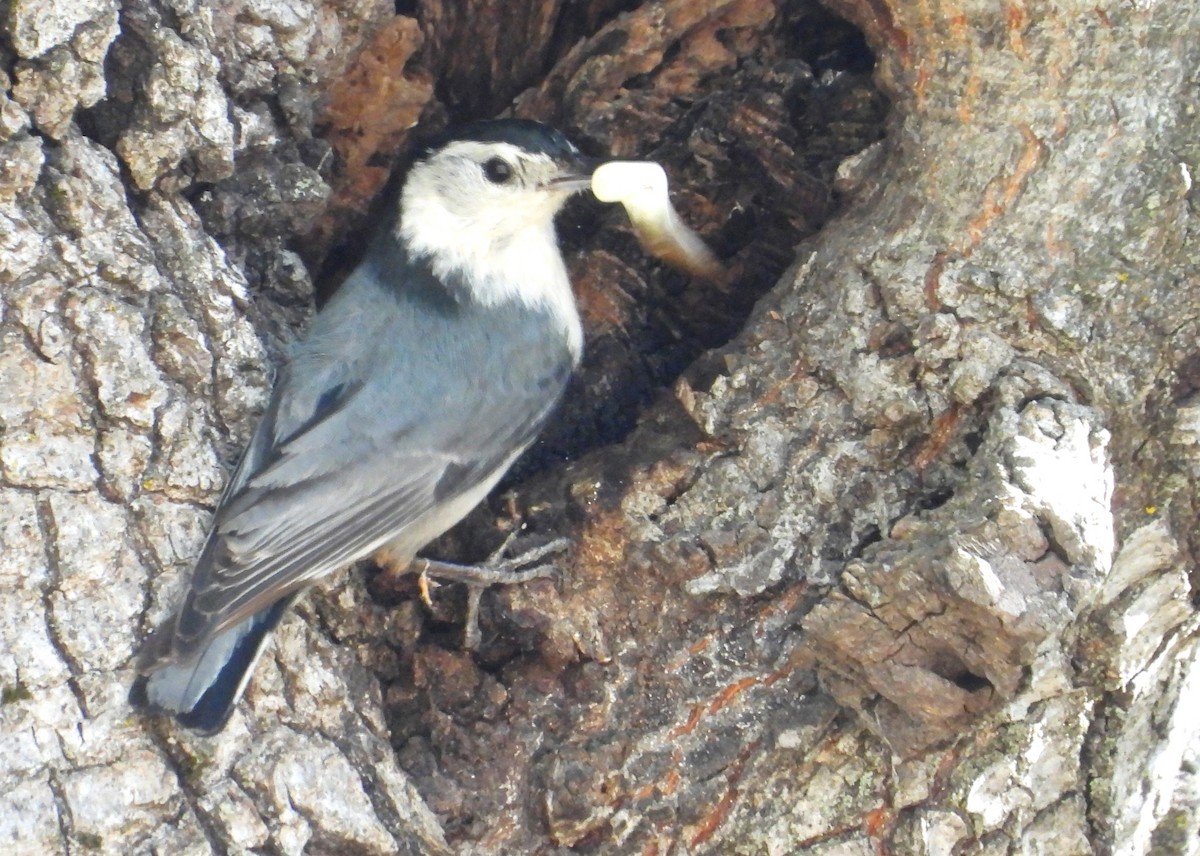 White-breasted Nuthatch - ML619755515