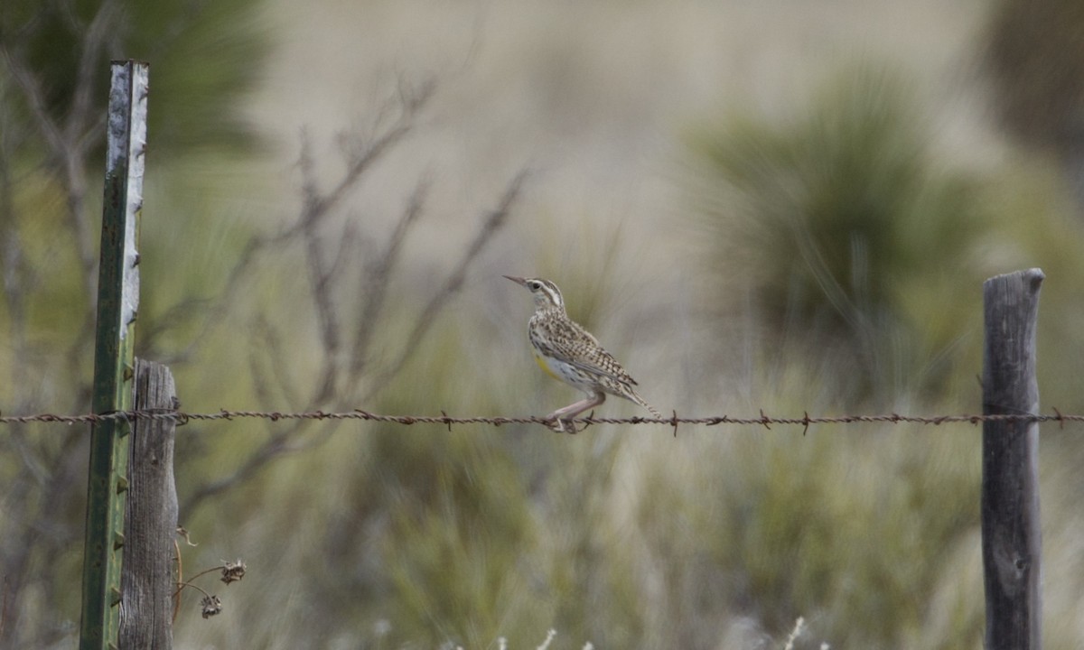 Chihuahuan Meadowlark - ML619755523