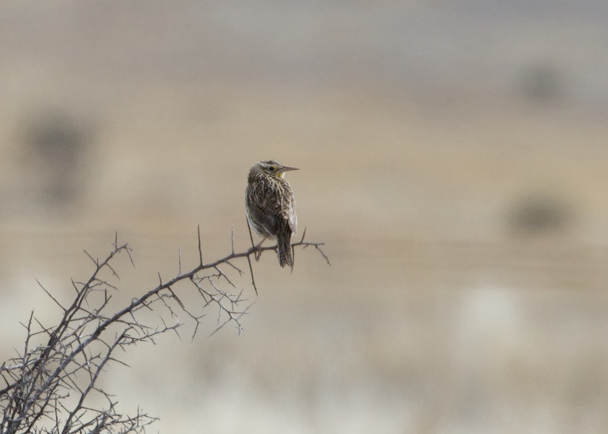 Chihuahuan Meadowlark - ML619755524