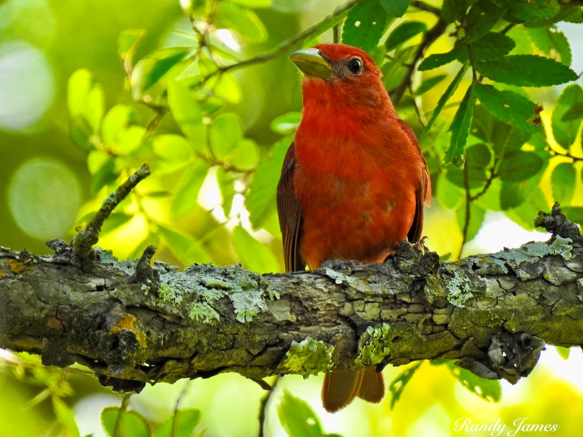 Summer Tanager - ML619755527