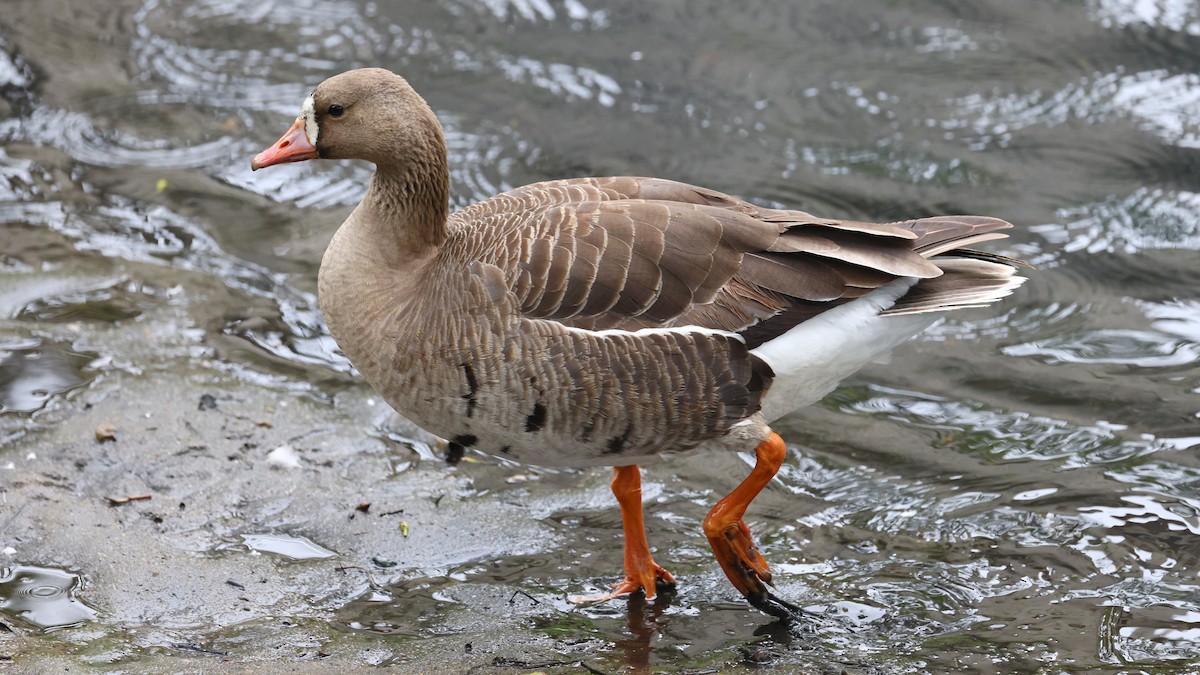 Greater White-fronted Goose - ML619755529