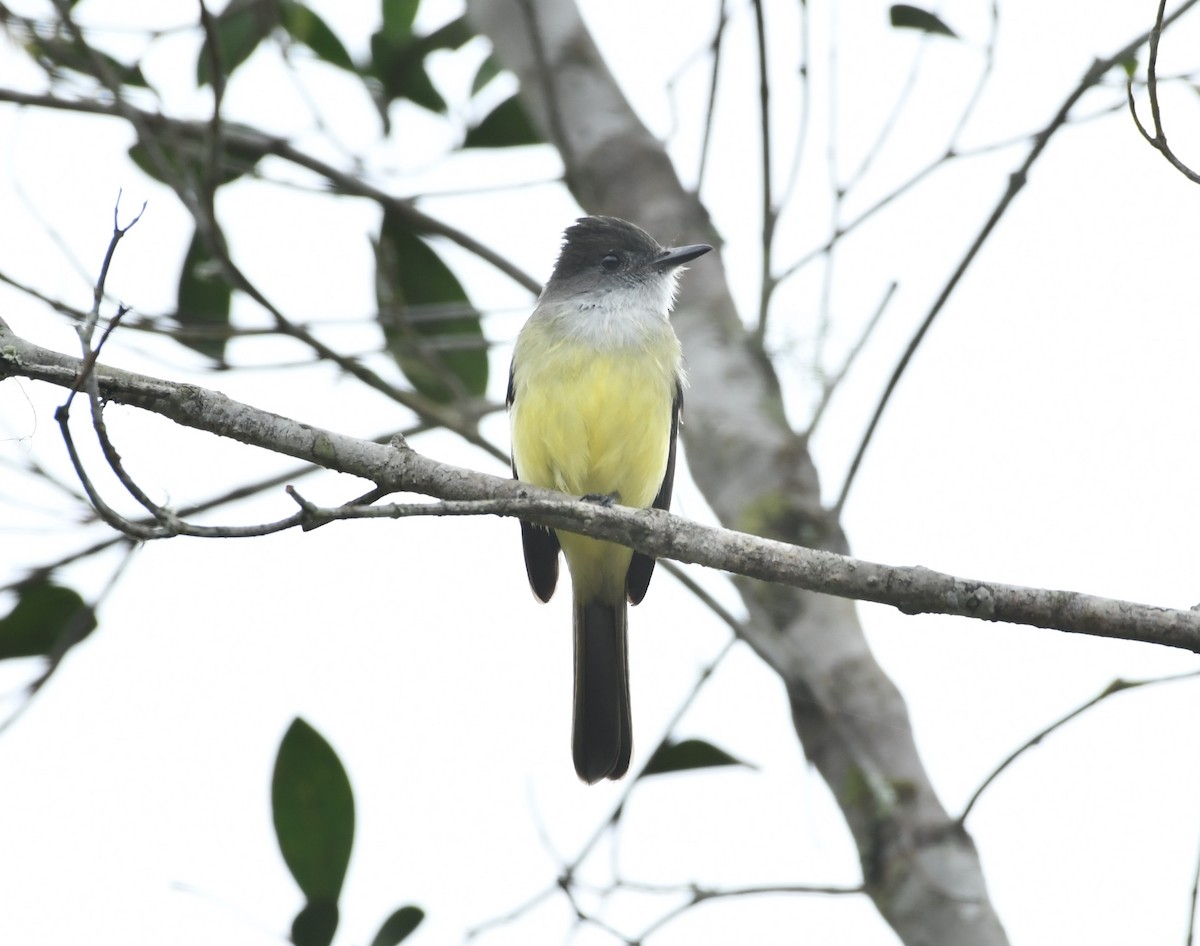 Dusky-capped Flycatcher - ML619755543