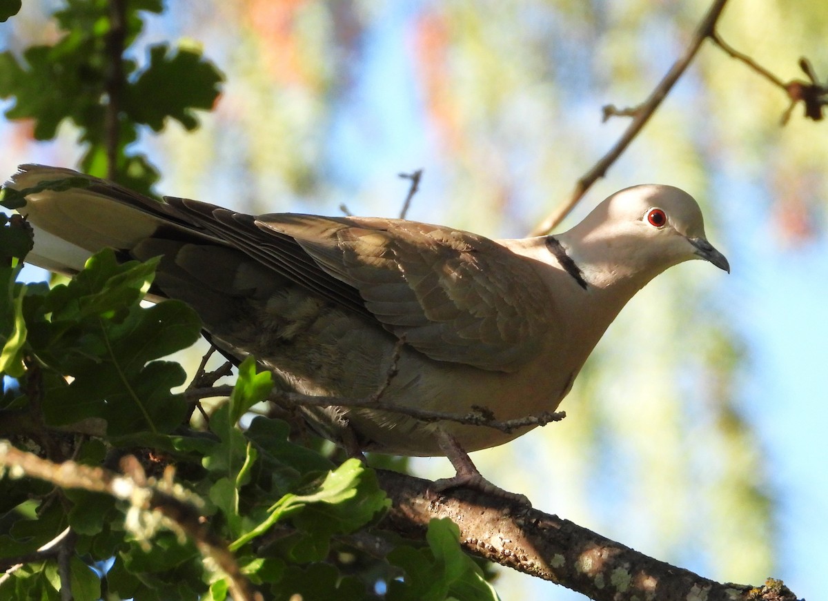 Eurasian Collared-Dove - ML619755546