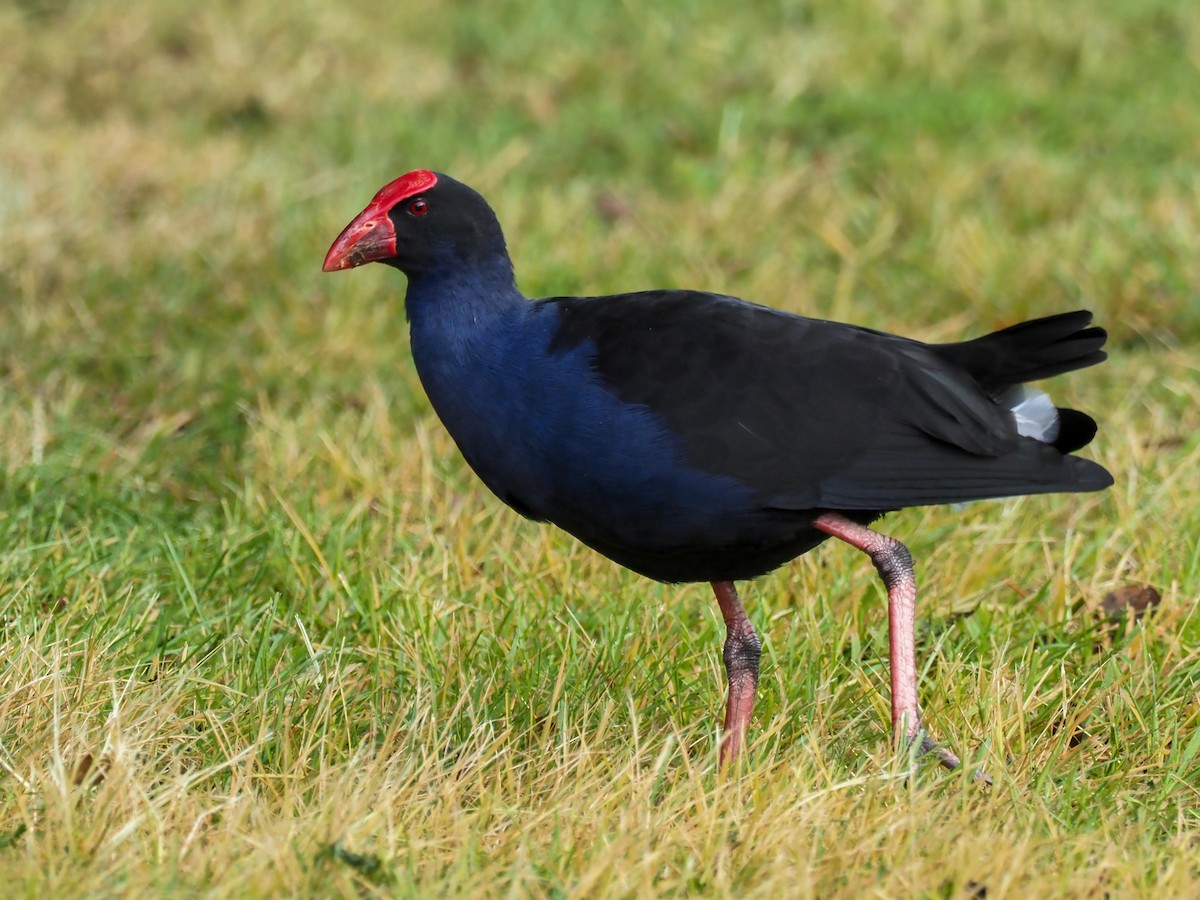 Australasian Swamphen - ML619755547