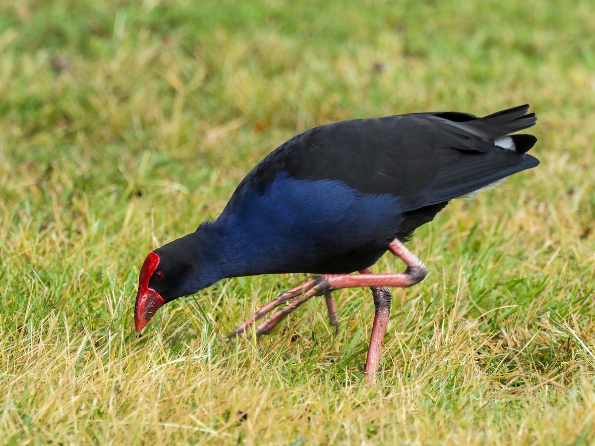 Australasian Swamphen - ML619755548