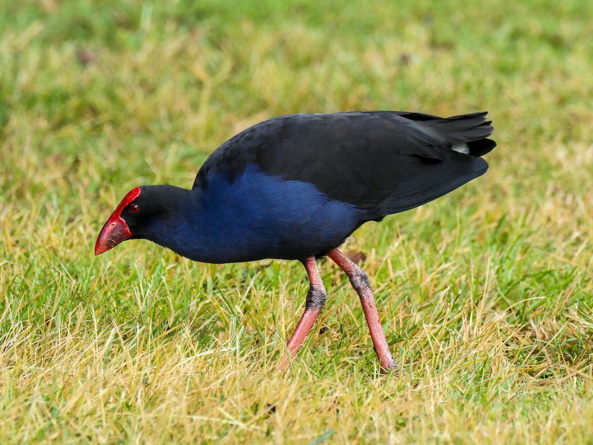 Australasian Swamphen - Todd Deininger