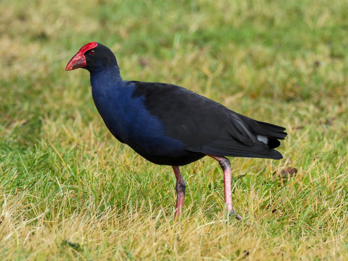 Australasian Swamphen - ML619755550