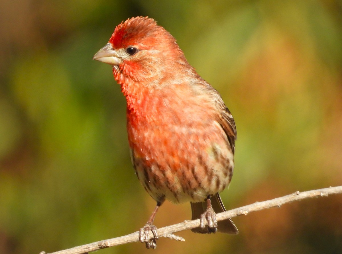 House Finch - ML619755554