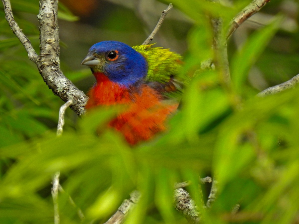 Painted Bunting - ML619755569