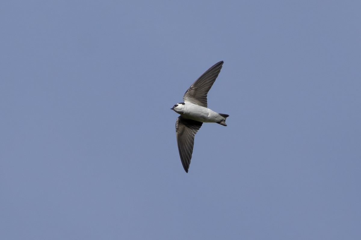 Violet-green Swallow - ML619755582
