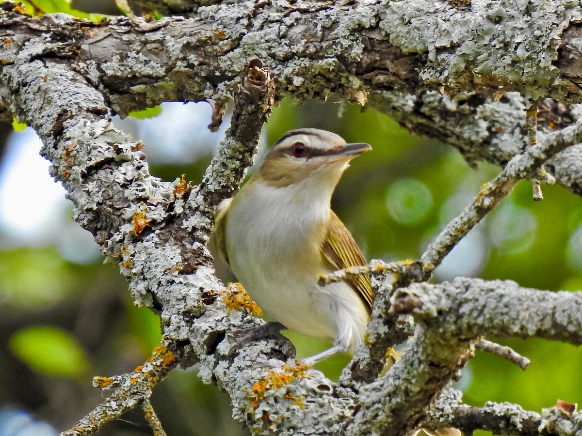 Rotaugenvireo - ML619755594