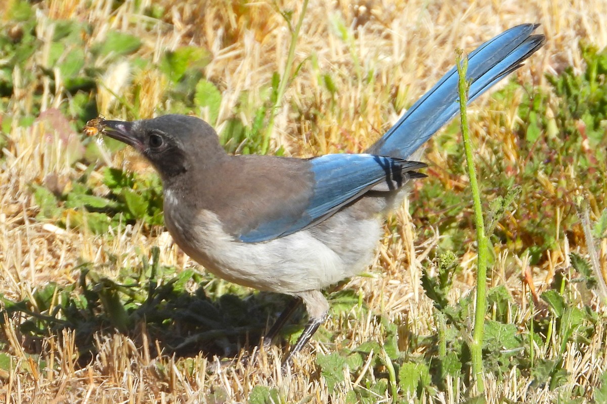 California Scrub-Jay - ML619755596