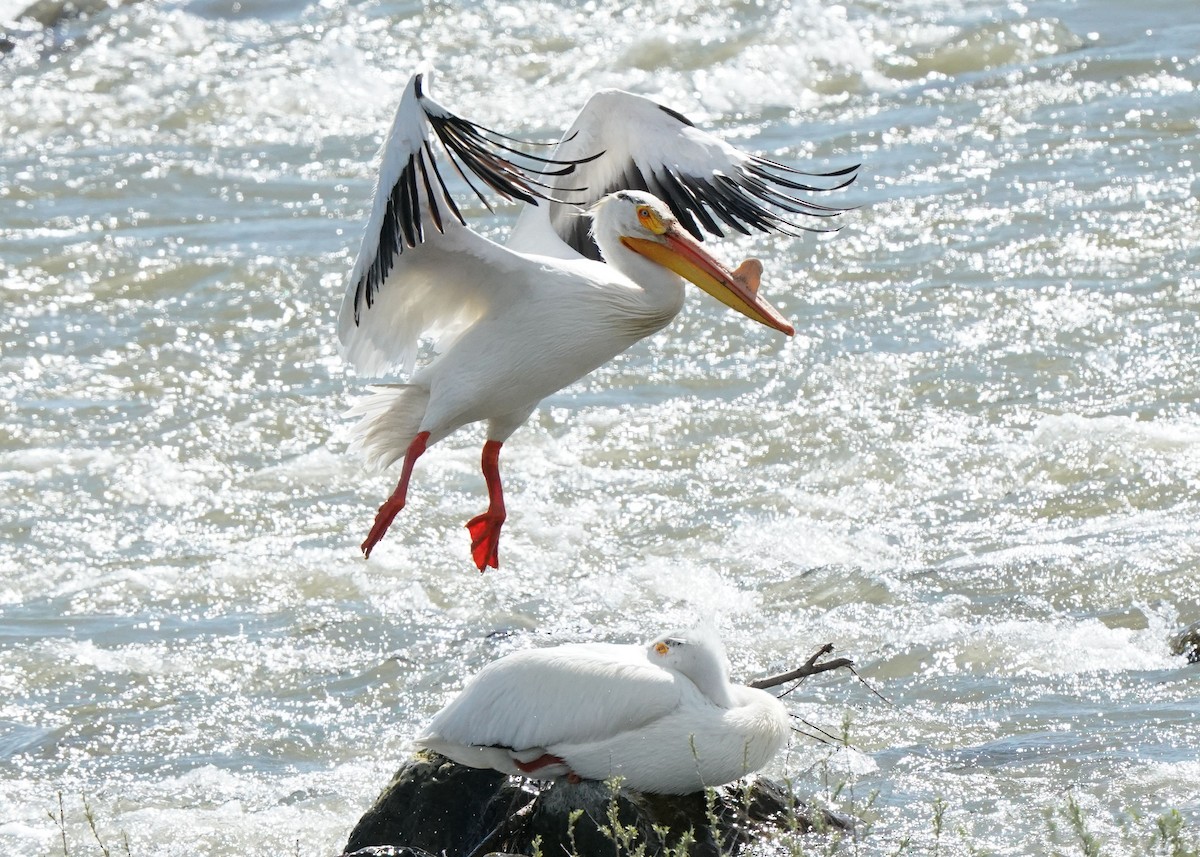 American White Pelican - ML619755603