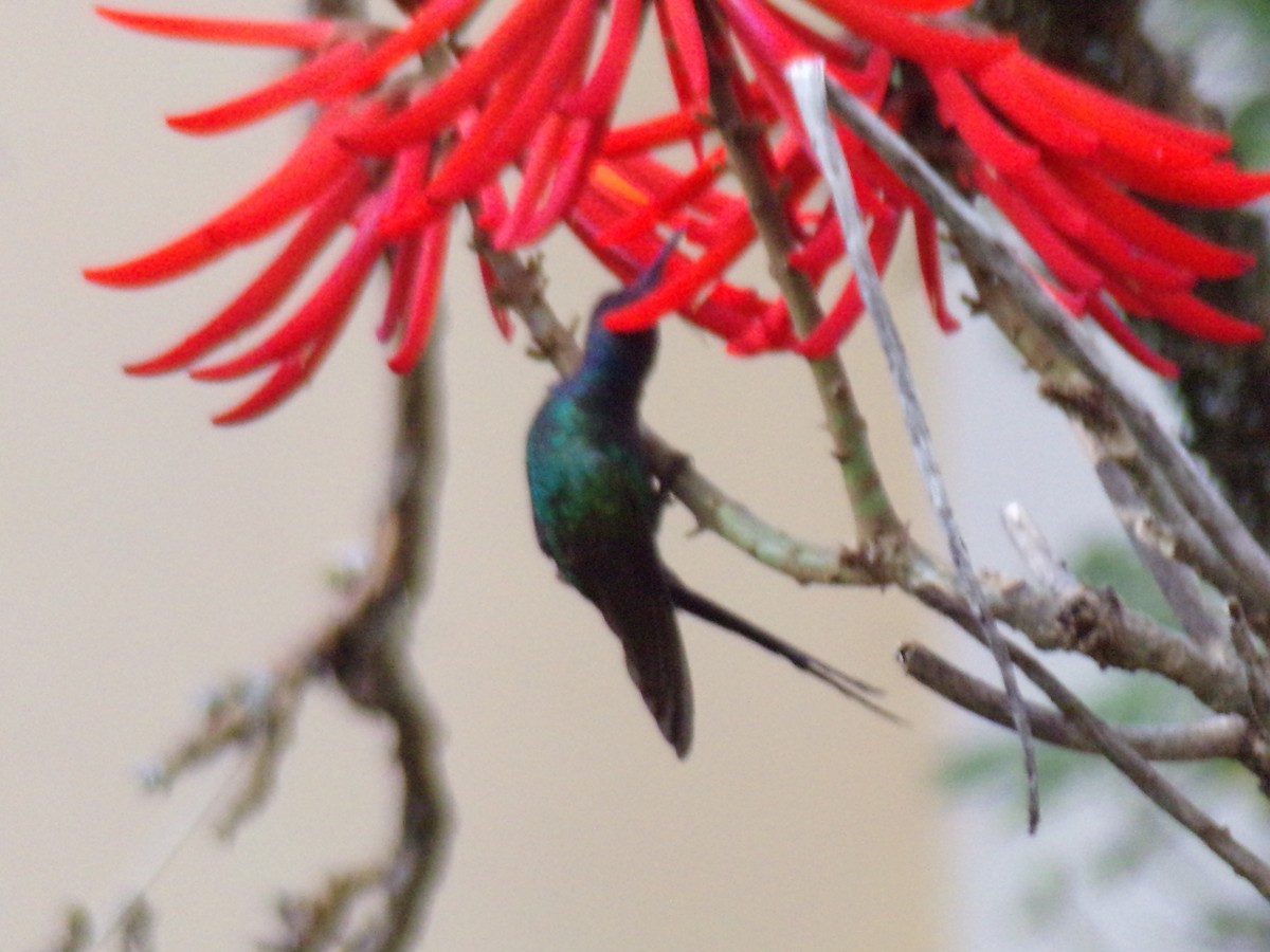 Swallow-tailed Hummingbird - ML619755614