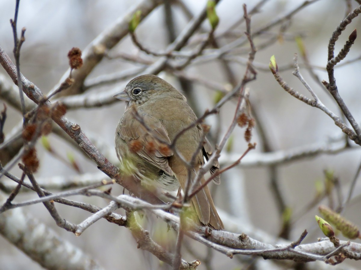 Fox Sparrow - ML619755655