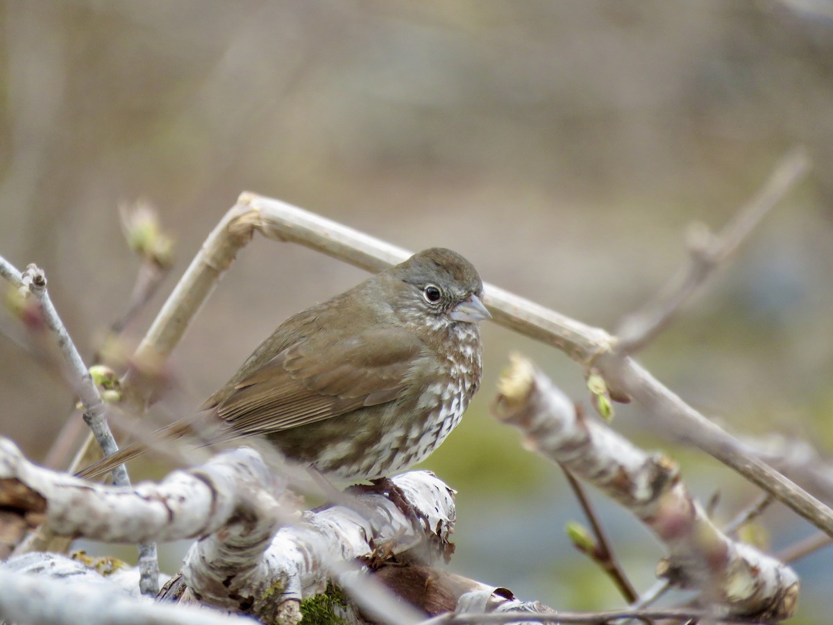 Fox Sparrow - ML619755657