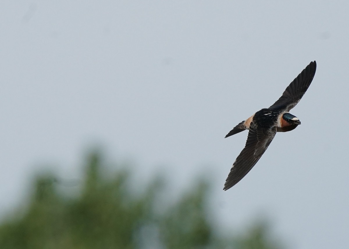 Cliff Swallow - ML619755695