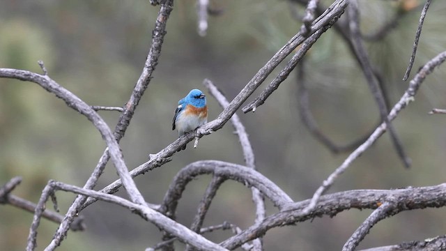 Passerin azuré - ML619755700