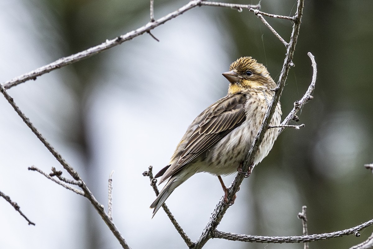 Cassin's Finch - ML619755702