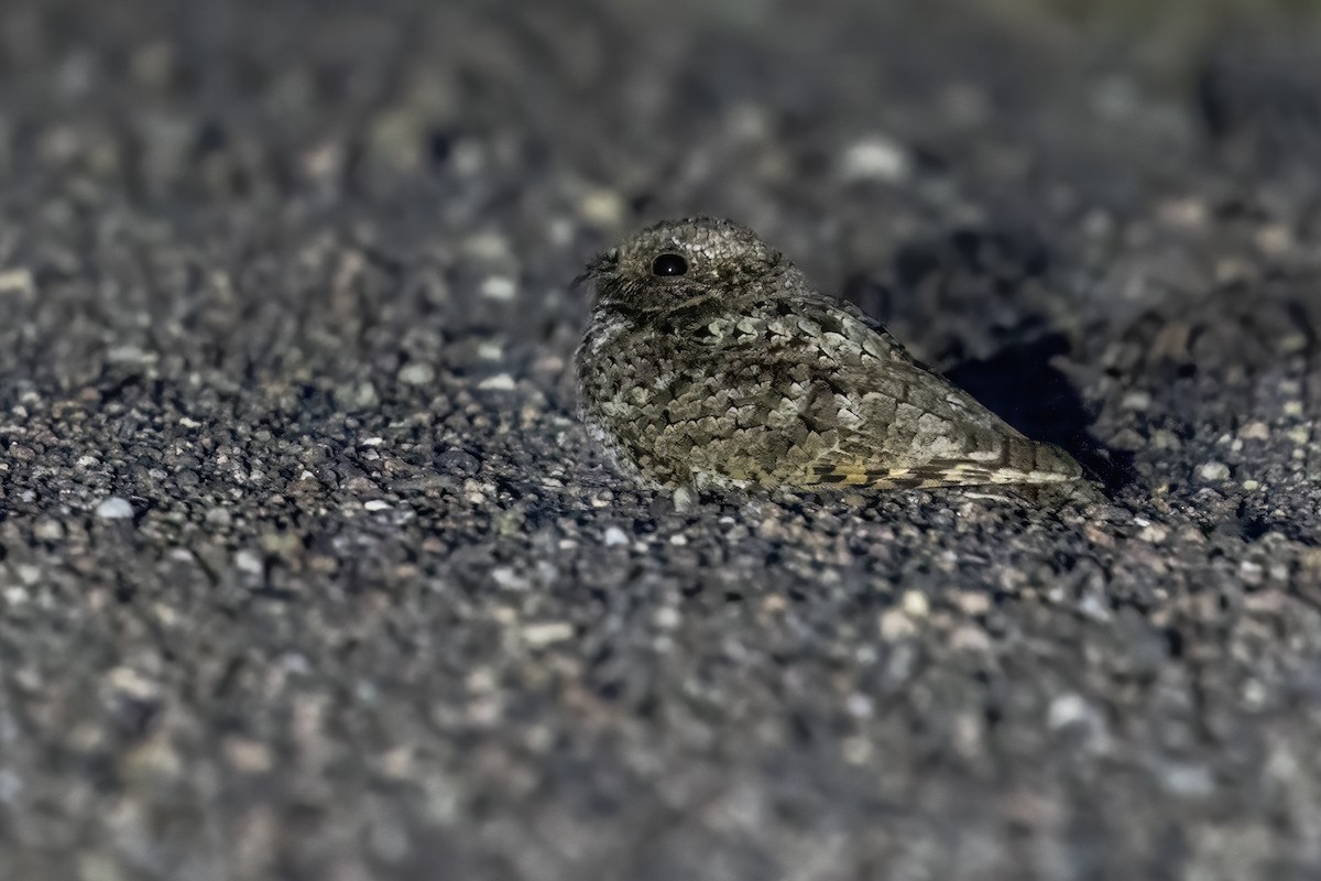 Common Poorwill - ML619755716