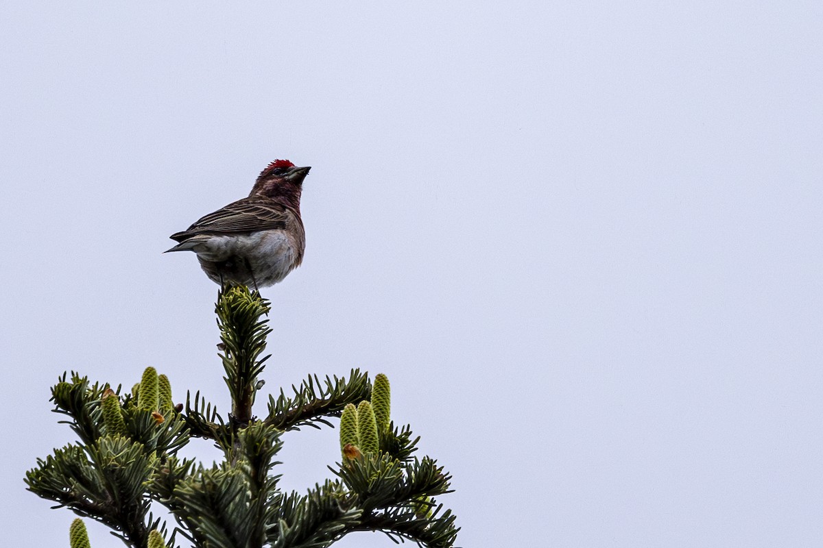 Cassin's Finch - ML619755717