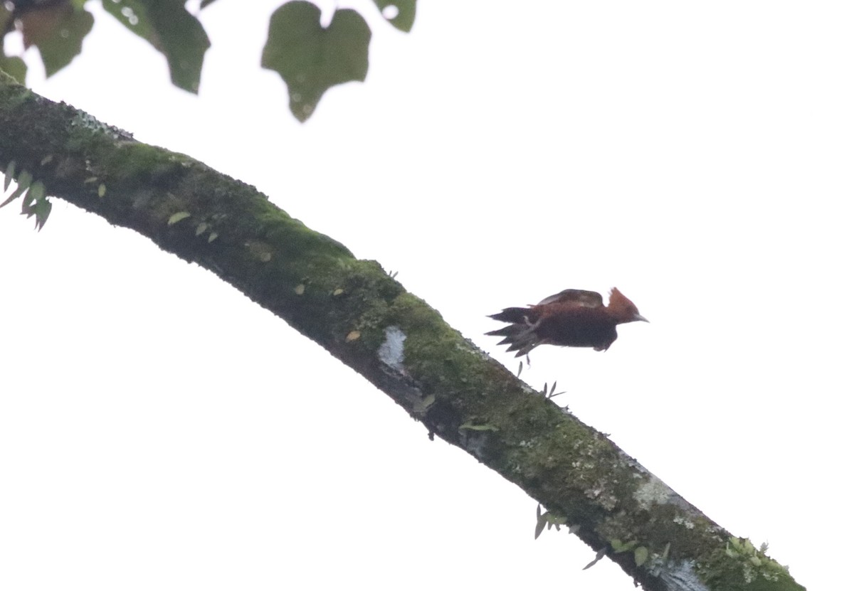 Chestnut-colored Woodpecker - Oliver  Komar