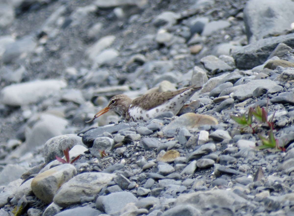 Spotted Sandpiper - ML619755742