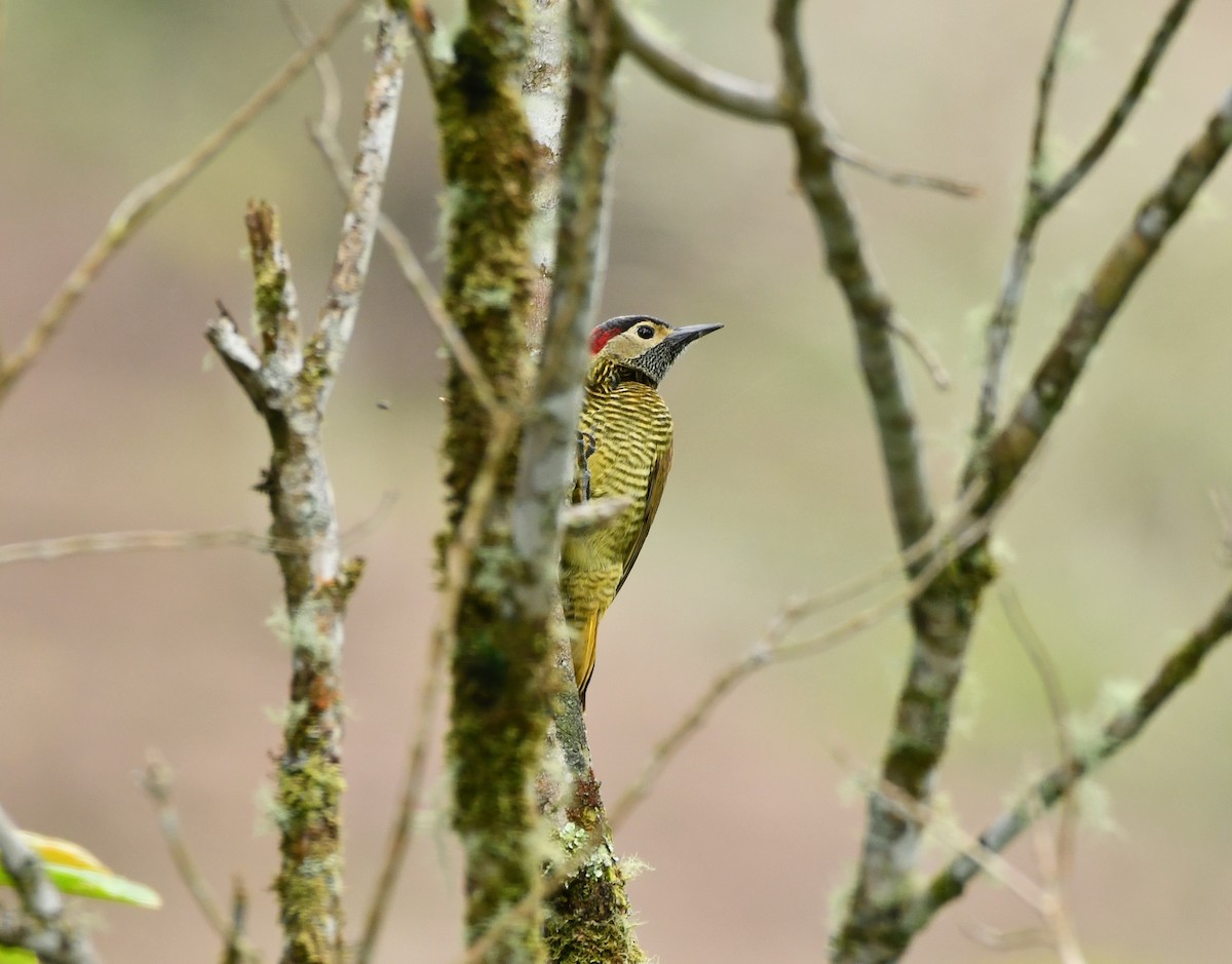 Golden-olive Woodpecker - ML619755746