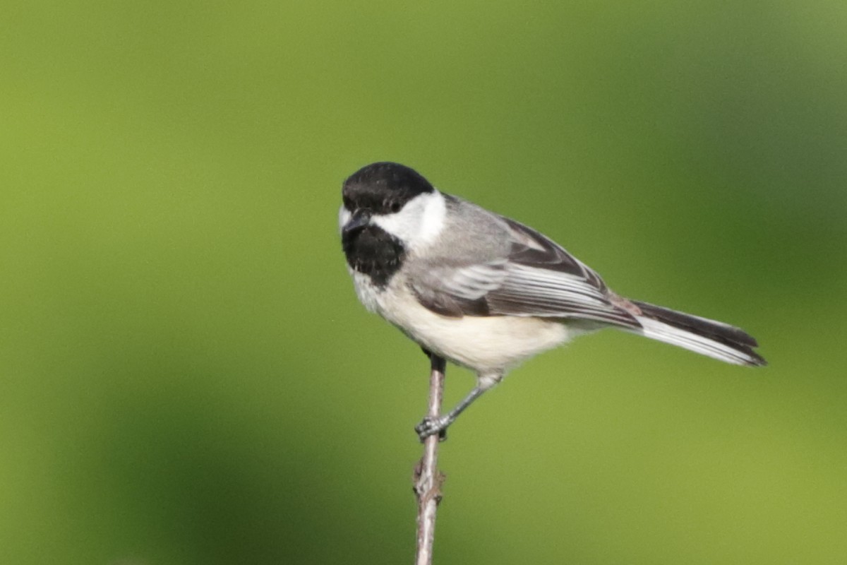 Black-capped Chickadee - ML619755795