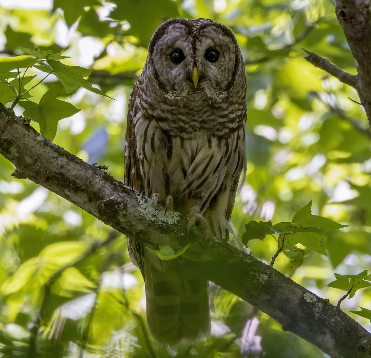 Barred Owl - ML619755810