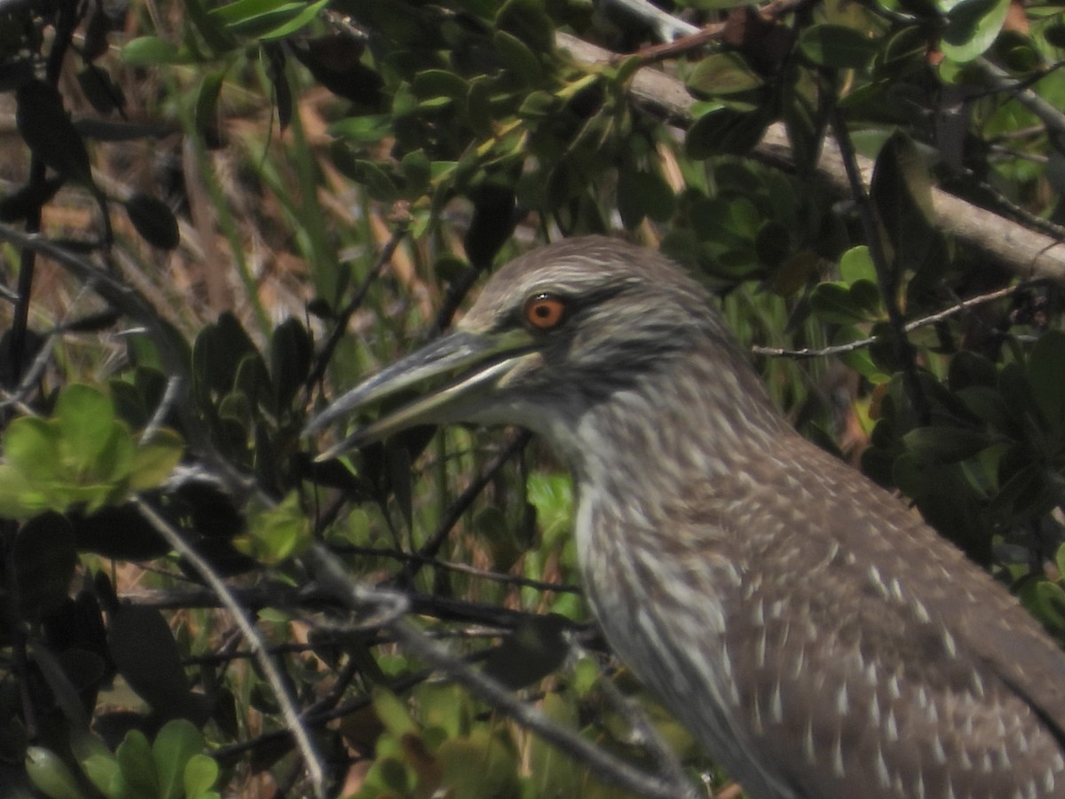 Black-crowned Night Heron - ML619755817