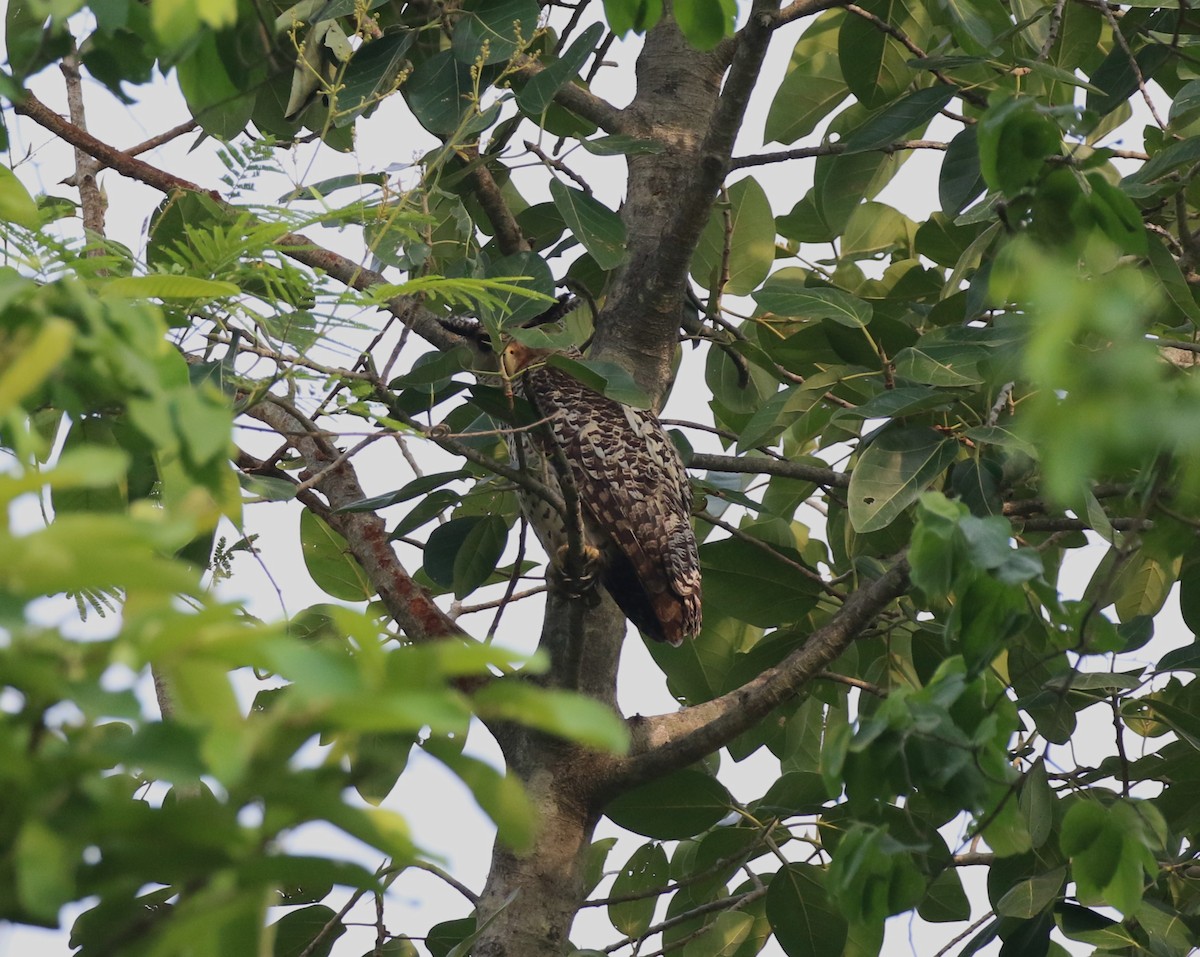 Spot-bellied Eagle-Owl - ML619755820