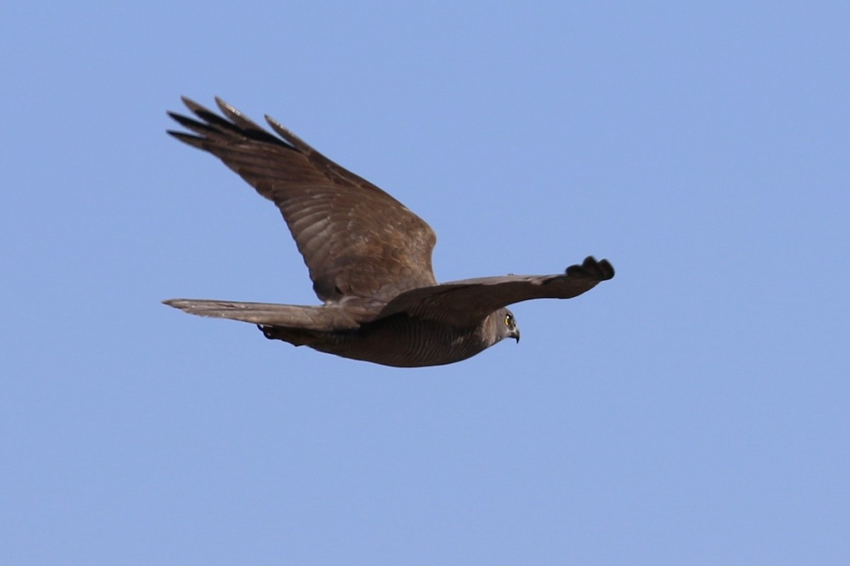 Brown Goshawk - ML619755869