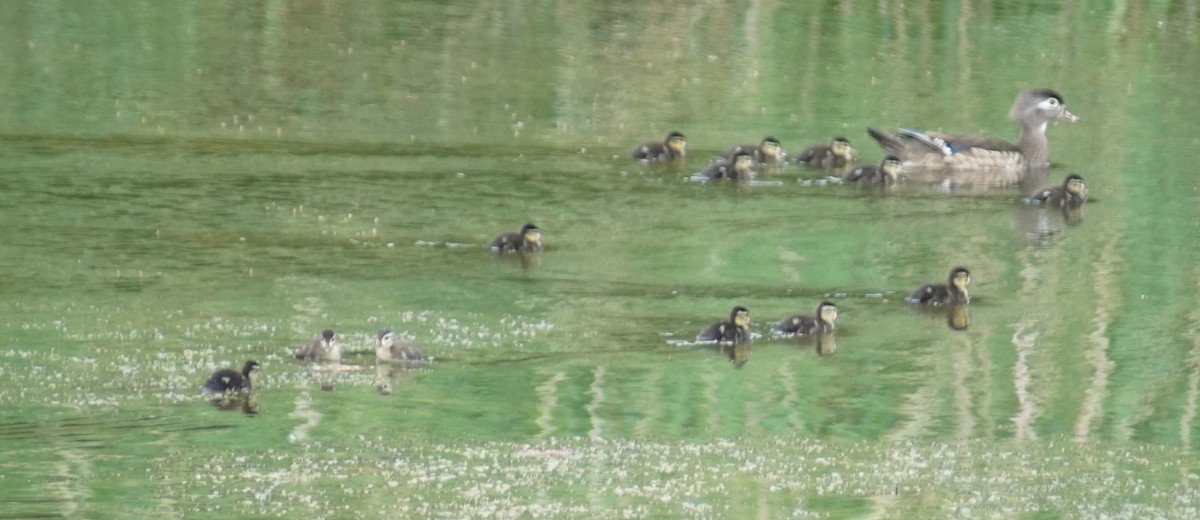 Wood Duck - ML619755885