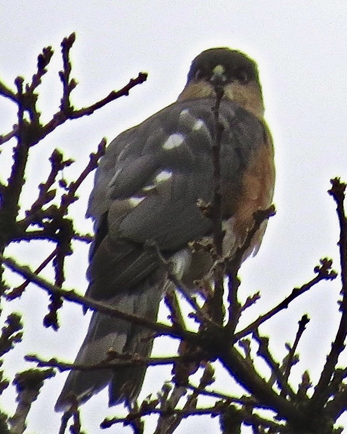 Sharp-shinned Hawk - Dave Bengston