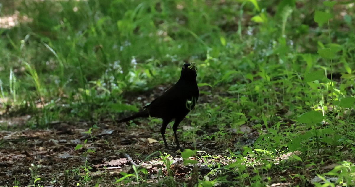 Common Grackle - ML619755934