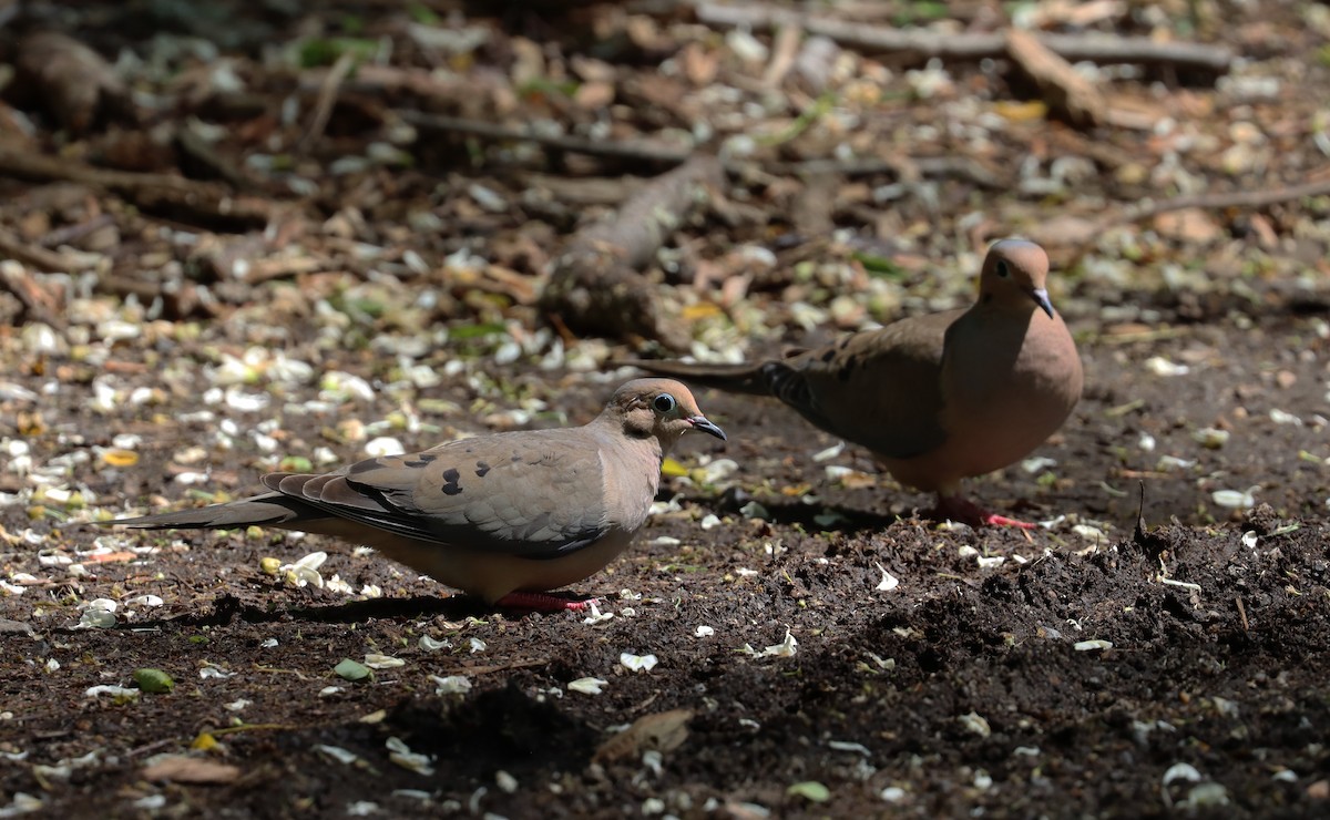 Mourning Dove - ML619755943