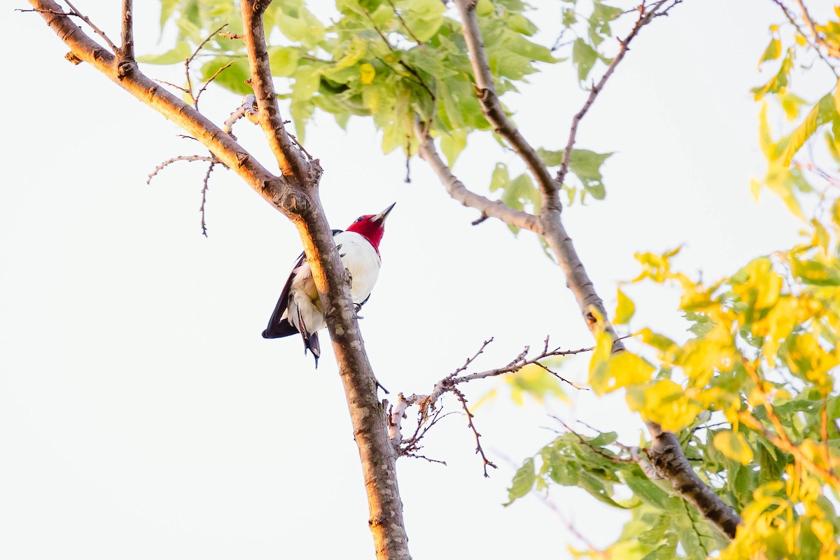 Red-headed Woodpecker - ML619755964