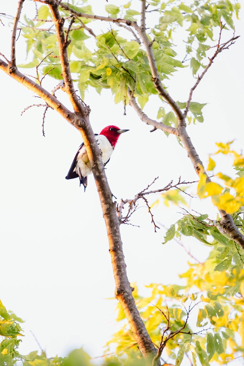 Red-headed Woodpecker - ML619755965