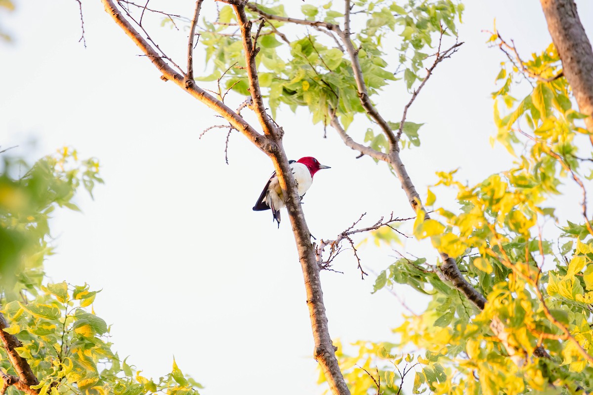 Red-headed Woodpecker - ML619755966