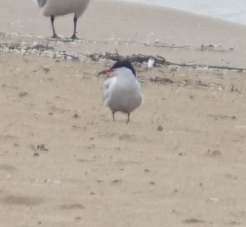 Common Tern - ML619755969