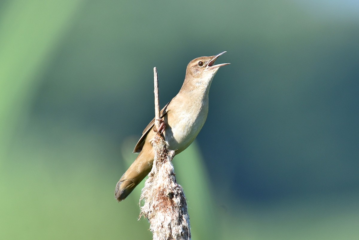 Buscarla Unicolor - ML619755977