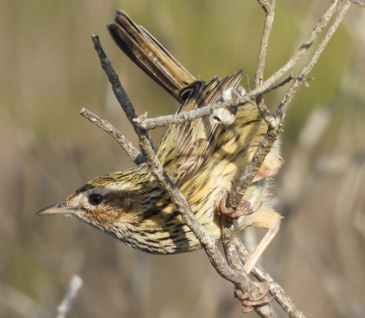 Striated Fieldwren - ML619755997